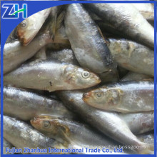 Frozen sardine for feeding, tuna fishing bait, China Fujian sardine